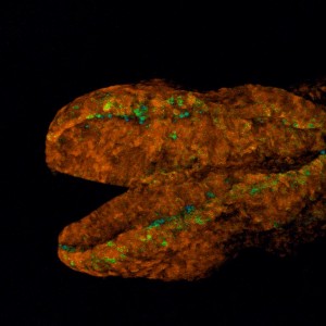 apoptosis_full