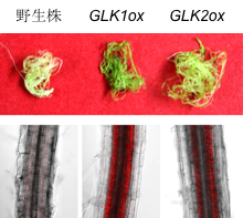 白い根_fullImage3 green roots