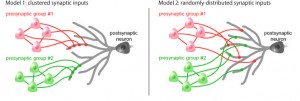 neuron-clusters_full_en Two possible models of synaptic connections. This research has demonstrated conclusively that the cluster input model on the left is correct. © Yuji Ikegaya