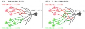 neuron-clusters_full_ja 樹上突起上のシナプス分布に関する二つの仮説。本研究により、仮説1クラスター入力モデルが正しいことが明らかになった。 © Yuji Ikegaya