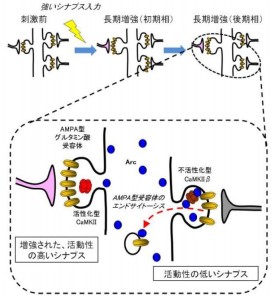 Arcのシナプス集積とグルタミン酸受容体除去 © Haruhiko Bito Arcのシナプス集積とグルタミン酸受容体除去。長期増強を引き起こすような強いシナプス刺激をうけると、細胞体ではArcの発現誘導が起こります。Arcは不活性化型のCaMKIIβサブユニットに結合することにより、活動性の低いシナプスに選択的に集積します。この集積したArcはシナプス膜表面にあるAMPA型グルタミン酸受容体をエンドサイトーシスにより細胞内に取り込みます。このようなメカニズムがあれば、増強されたシナプスはArcの影響をうけずに強化されたままで残り、一方、活動性の低いシナプスは意図しないシナプス増強などを防ぐことができます。脳ではこのような巧妙な分子メカニズムによって長期記憶の形成が調節されていると考えられます。© Haruhiko Bito