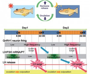 Working hypothesis for the temporal regulation of the ovulatory cycle in the female medaka.© Yoshitaka Oka