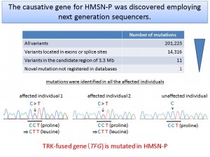 The causative gene for HMSN-P was discovered employing next generation sequencers. © Hiroyuki Ishiura