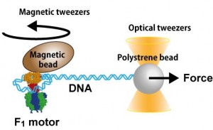 Experimental setup for winding DNA by molecular reel © Huijuan You