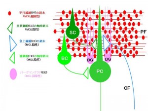 MGLは、平行線維終末(赤)とバーグマングリア(ピンク)の細胞質にのみ発現する© Masanobu Kano