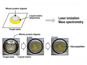 Focusing of hydrophilic peptides by liquid matrix, 3AQ/CHCA © Takuya Shuo