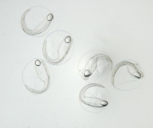 世界で初めて採集された天然のニホンウナギ ?東京大学大気海洋研究所 ©塚本勝巳 世界で初めて採集された天然のニホンウナギ ?東京大学大気海洋研究所 ©塚本勝巳