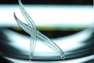 人工孵化したニホンウナギの変態期仔魚 ©山田祥朗 人工孵化したニホンウナギの変態期仔魚 ©山田祥朗
