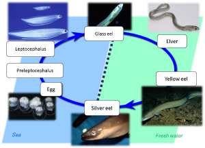 The life cycle of the eel The life cycle of the eel