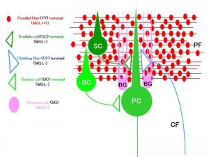 MGL is expressed only in the cytoplasm of parallel fiber (PF) terminals (red) and Bergmann glia (pink). © Masanobu Kano