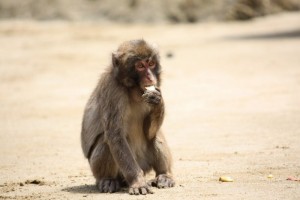 ニホンザル(Macaca fuscata)が餌を食べている風景 c大谷洋介(京都大学霊長類研究所