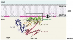 20130107_pharmaceutical-sciences_ja_full 塩基性パッチと細胞膜酸性リン脂質の相互作用を介したCagAの細胞膜局在 c Hatakeyama Lab.