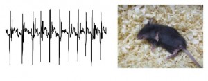 KIF5A遺伝子欠損マウスのてんかん発作の脳波(左)とそのときのマウスの様子(右) © Nobutaka Hirokawa