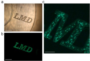 LMDにより極めて精細に組織切片を切り出すことができることを示した一例 © Yoshioka, W. et al. Sci. Rep. 2:783, 2012