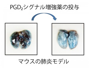 © 村田幸久 (東京大学大学院農学生命科学研究科) © 村田幸久 (東京大学大学院農学生命科学研究科)