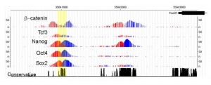マウスES細胞のゲノムDNAにおけるβ カテニン、Oct4、Sox2、Nanog、Tcf3の重複結合領域の一例 © Shinsuke Ohba