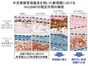 © Hironori Hojo. 中足骨器官培養系を用いた軟骨膜における HhとBMPの相互作用の解析。ヘッジホッグ経路とBMP経路を同時に活性化させると、骨形成が顕著に増大したのに対し、ヘッジホッグ不活化状態では、BMP経路を活性化させても全く骨は形成されず、代わりに軟骨膜において軟骨組織が認められた。 © Hironori Hojo. 中足骨器官培養系を用いた軟骨膜における HhとBMPの相互作用の解析。ヘッジホッグ経路とBMP経路を同時に活性化させると、骨形成が顕著に増大したのに対し、ヘッジホッグ不活化状態では、BMP経路を活性化させても全く骨は形成されず、代わりに軟骨膜において軟骨組織が認められた。