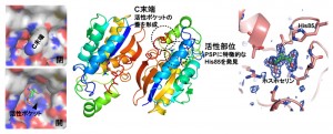 新規PSPの全体構造 © Yoko Chiba.