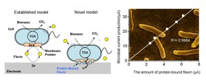 © Akihiro Okamoto. タンパク質と結合したフラビンの量と微生物が流す電子量が正比例している事から結合フラビンが最も効率的に電子を流していることが分かる。