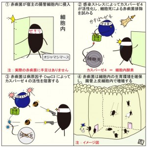 Taira Kobayashi. 漫画でわかる、赤痢菌感染とカスパーゼ4依存的感染防御機構の関係