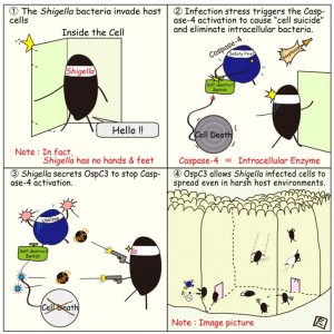 © Taira Kobayashi. A cartoon for understanding the intracellular relation between the Shigella infection and the Caspase-4-dependent defense mechanism.
