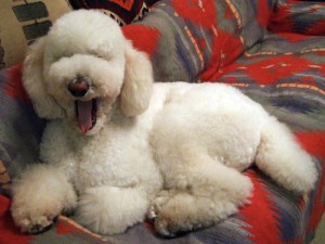 © Toshikazu Hasegawa, 人からのあくびが犬に伝染する様子