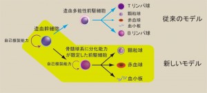 血液細胞の新しい分化モデル