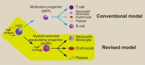 Revised model for hematopoiesis