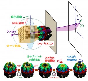 シャペロニンタンパク質分子の構造変化を表した概念図