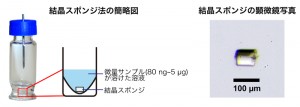(図2)結晶スポンジ法の概要 (図2)結晶スポンジ法の概要