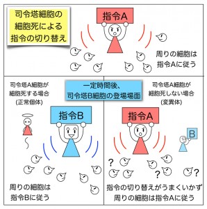 © Nonomura & Yamaguchi