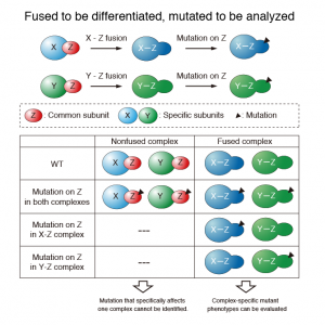 Study concept of FALC(Functional Analysis of Linker-mediated Complex)