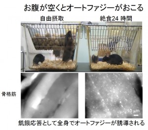 水島教授のもとで創出され、世界中に輸出されている「オートファゴソームが光るマウス」