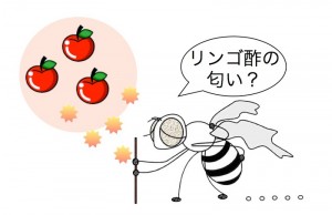 © 2014 千原崇裕 老化したショウジョウバエの行動を決める匂い神経細胞の細胞死。