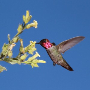 ハチドリは花蜜の甘さを感じることができる。 ハチドリは花蜜の甘さを感じることができる。