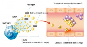 Long pentraxin 3 (PTX3) protects endothelial cells from extracellular histone cytotoxicity. Long pentraxin 3 (PTX3) protects endothelial cells from extracellular histone cytotoxicity. In severe sepsis, neutrophil extracellular traps (NETs) released from neutrophils towards pathogens or histones released from damaged cells accumulate in the blood as extracellular histones, where they cause damage to endothelial cells, resulting in organ failure. PTX3 causes histones to aggregate, protecting endothelial cells.