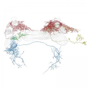 © 2015 Ryohei Kanzaki. カイゴガの脳内における匂い情報の経路 フェロモン源探索に関わる神経回路を構成する神経細胞群を示す。感覚情報は最終的に青色で示す側副葉の下行性神経細胞に至る。