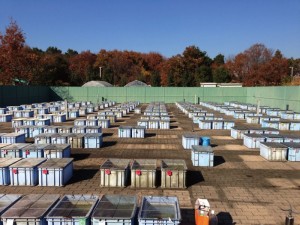 © 2015 勝村 啓史 さまざまな地域で採取された野生のメダカを飼育している東京大学柏キャンパスの屋外メダカ飼育場