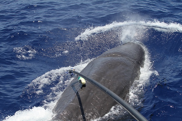 2011年、マッコウクジラの体にデータロガーが装着された瞬間。CREDIT: 2018 Ryo Ishii. 2011年、マッコウクジラの体にデータロガーが装着された瞬間。CREDIT: 2018 Ryo Ishii.