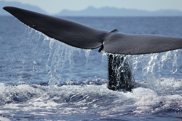 尾びれを海上に見せるマッコウクジラ。2006年、熊野灘沖にて。CREDIT: 2018 Kagari Aoki. 尾びれを海上に見せるマッコウクジラ。2006年、熊野灘沖にて。CREDIT: 2018 Kagari Aoki.