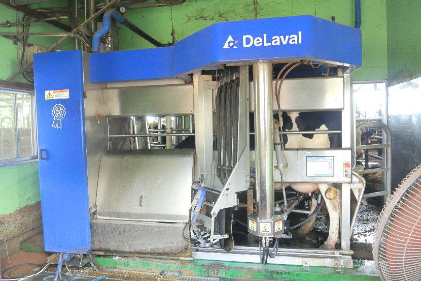 Cow in milking machine